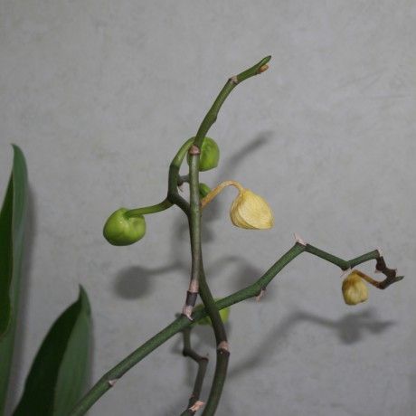 beteg-bimbok-egy-phalaenopsison.jpg