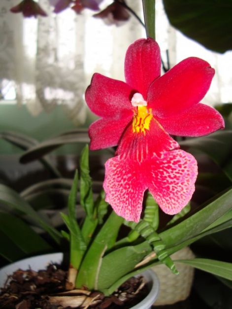cambria_orchidea.jpg