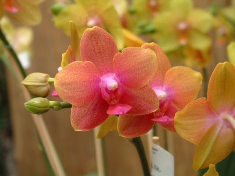 orchid17.jpg