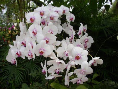 phalaenopsis_white_4.jpg