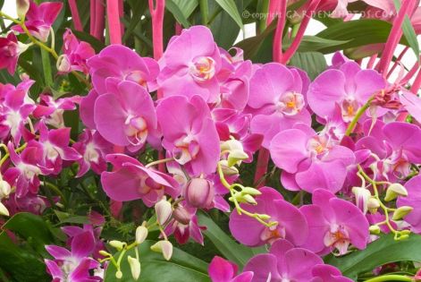 pink-orchids-phalaenopsis-dendrobium-014217.jpg