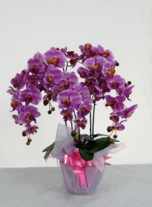 trifurcate-phalaenopsis-mmf1001pink-303.jpg